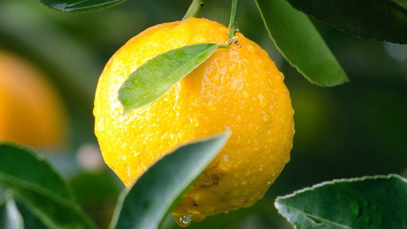 生物科技研发流程：揭秘常见难题与应对策略